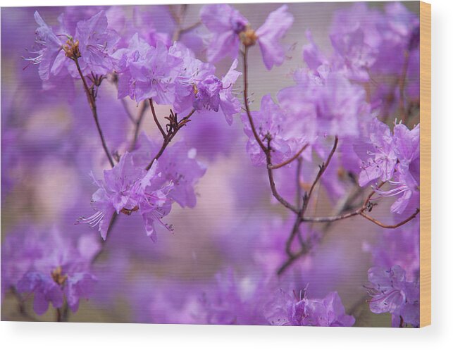 Jenny Rainbow Fine Art Photography Wood Print featuring the photograph Purple Delight. Spring Watercolors by Jenny Rainbow