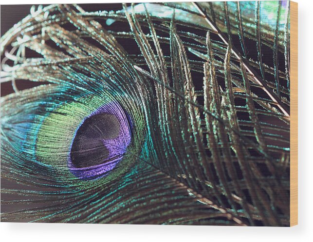 Peacock Feather Wood Print featuring the photograph Purple Feather with Dark Background by Angela Murdock