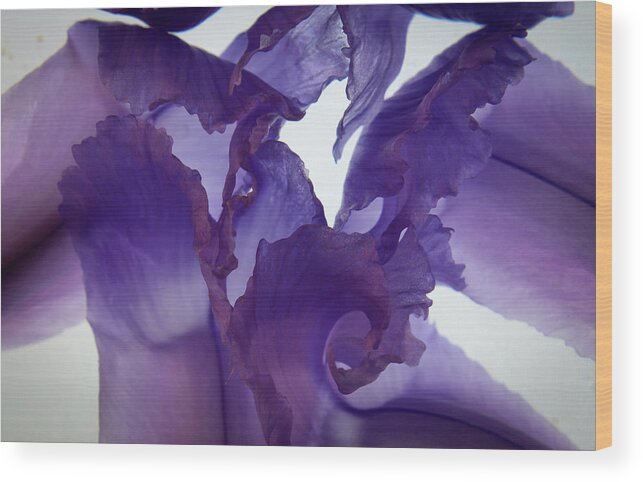 Purple Petals Wood Print featuring the photograph Purple Lace by Bobby Villapando