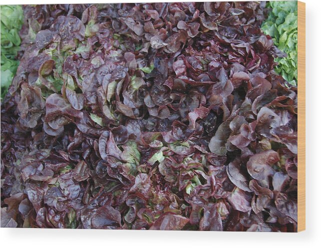 Color Photograph Wood Print featuring the photograph Purple Lettuce  Corsica by Dan Albright