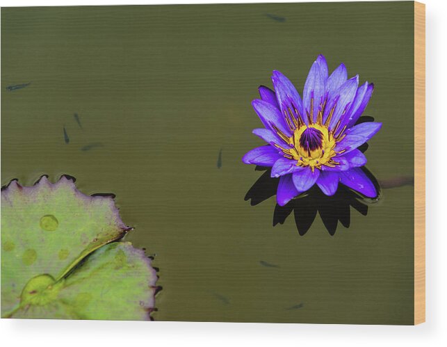 Bloom Wood Print featuring the photograph Purple Lily with Tiny Fish by Dennis Dame