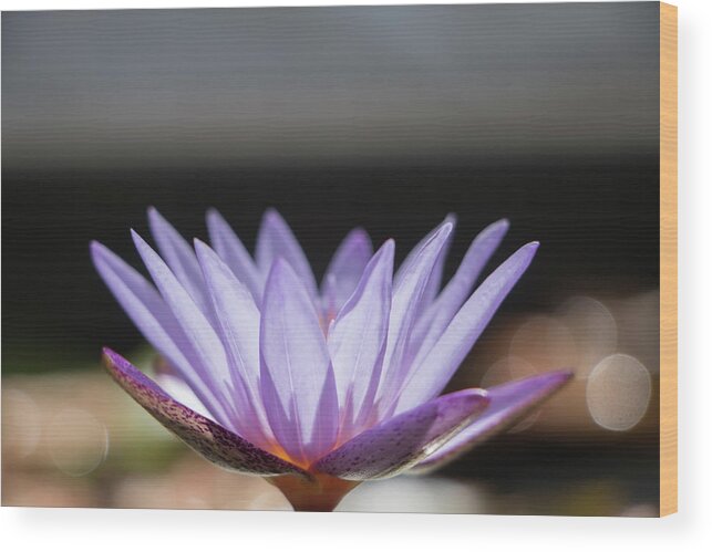 Art Wood Print featuring the photograph Purple Lotus with Bokkah by Teresa Wilson