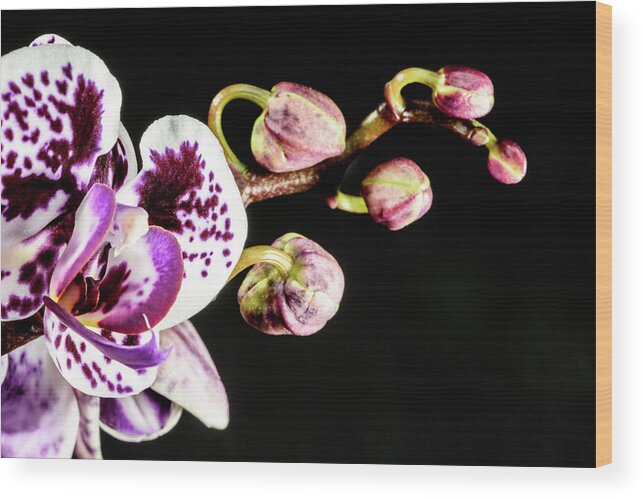 Orchid Wood Print featuring the photograph Purple Orchid Reaching Out by Tammy Ray