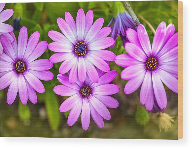 Spring Flowers Wood Print featuring the photograph Purple Pals by Az Jackson