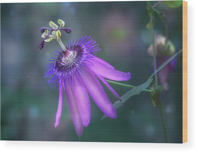Flower Wood Print featuring the photograph Purple Passion Flower by Tim Abeln