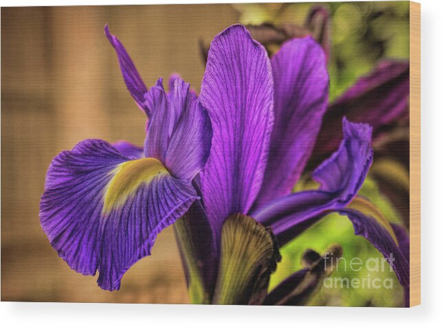 Flora Wood Print featuring the photograph Purple People Eater by Dave Bosse