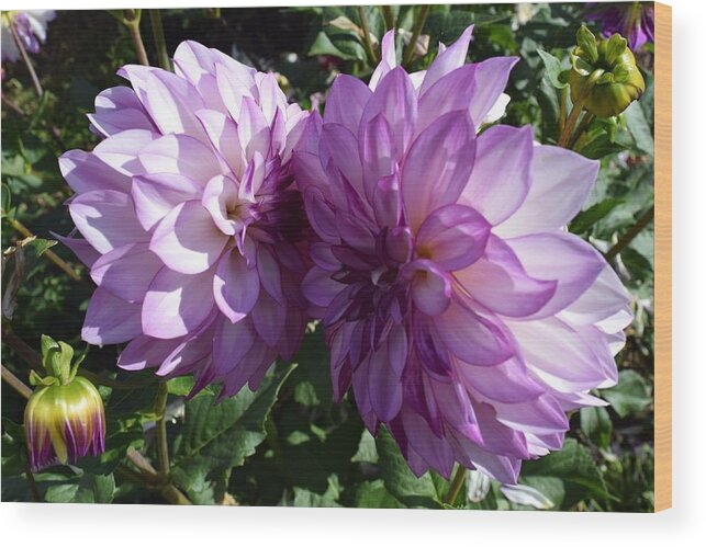 Purple Flower Wood Print featuring the photograph Purple Prettiness by Gallery Of Hope 