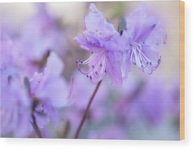 Jenny Rainbow Fine Art Photography Wood Print featuring the photograph Purple Rhododendron 1. Spring Watercolors by Jenny Rainbow