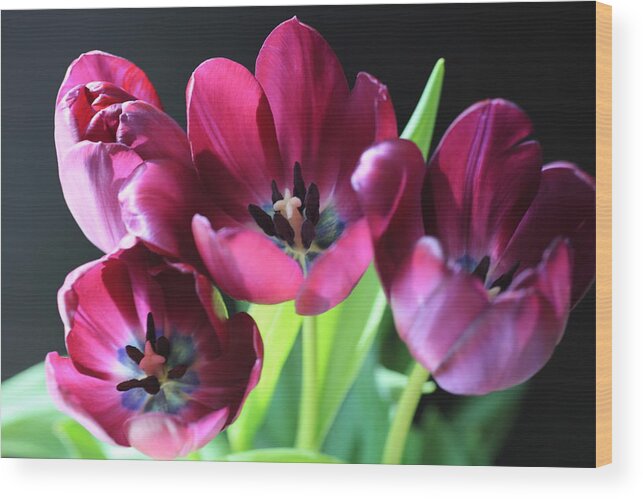 Tulips Wood Print featuring the photograph Magenta Tulips #1 by Tammy Pool
