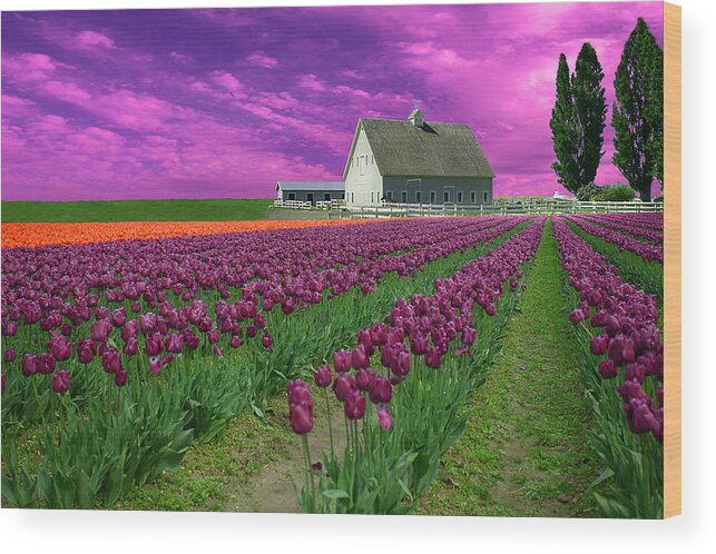 Flowers Wood Print featuring the photograph Purple tulips with pink sky by Jeff Burgess