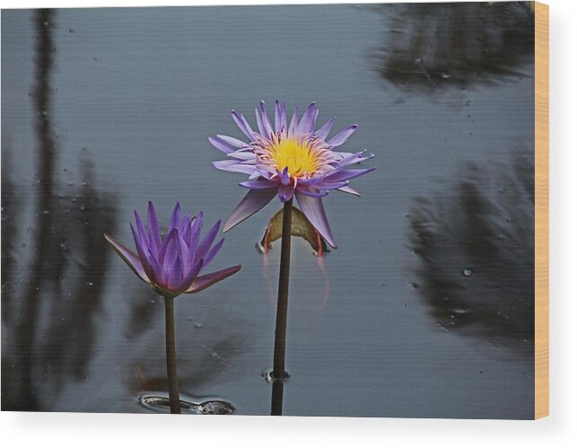 Purple Wood Print featuring the photograph Purple Two-step by Michiale Schneider
