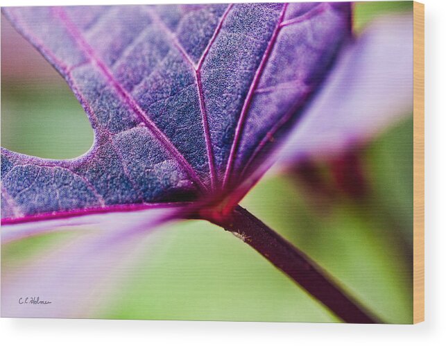 Flora Wood Print featuring the photograph Purple Veins by Christopher Holmes
