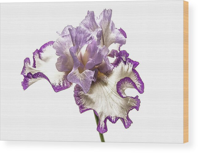 Flowers Wood Print featuring the photograph Purple White Iris by Scott Cordell