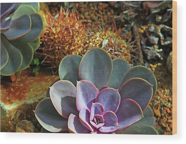 Purplish And Green Succulents Orange And Brown Cactus Background Wood Print featuring the photograph Purplish and Green Succulents Orange and Brown Cactus Background 2 10232017 Colorado by David Frederick