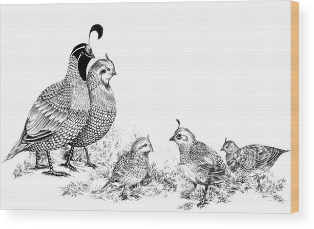 Quail Wood Print featuring the drawing Quail Family Outing by Alice Chen