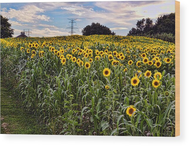 Sunflowers Wood Print featuring the photograph Quarry Hill Sunflowers by Ann Bridges