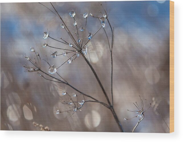 Nature Wood Print featuring the photograph Queen Anne's Ice by Jane Melgaard