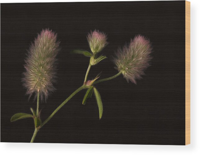 Black Background Wood Print featuring the photograph Rabbits Foot Clover by Cheryl Day