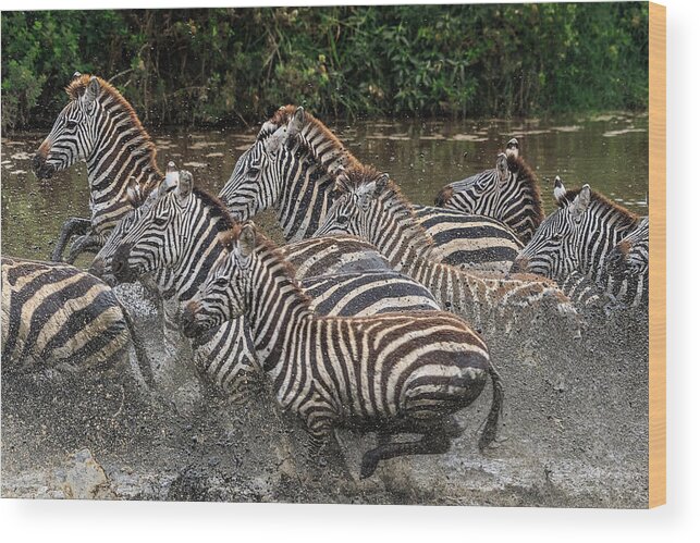 Africa Wood Print featuring the photograph Race in Black and White by Sylvia J Zarco