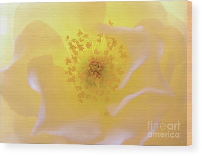 Flower Wood Print featuring the photograph Radiant Gift by Julia Hiebaum