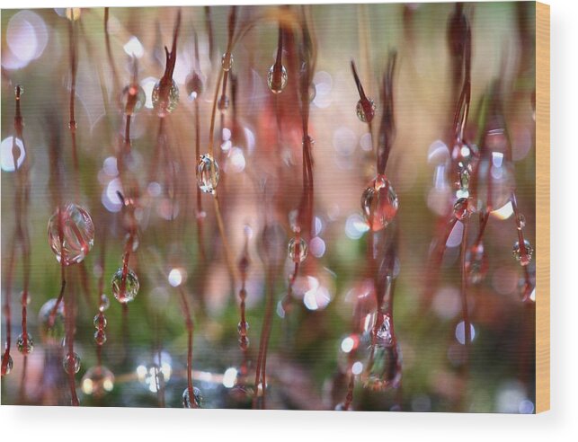 Moss Wood Print featuring the photograph Rain Catcher by Sharon Johnstone