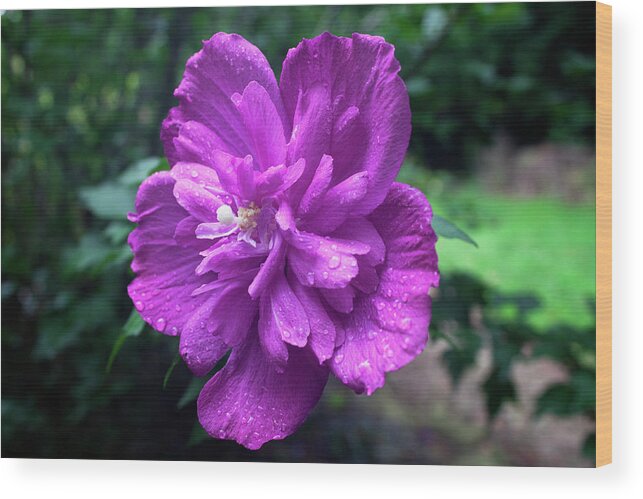 Flower Wood Print featuring the photograph Rain Drop Covered Blossom by Jeff Severson