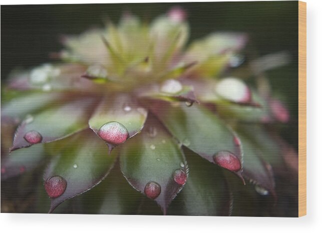 Cactus Wood Print featuring the photograph Rain drop on Cactus by Steve Somerville