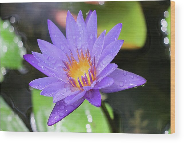Water Lily Wood Print featuring the photograph Rain-dropped Waterlily by Mary Anne Delgado