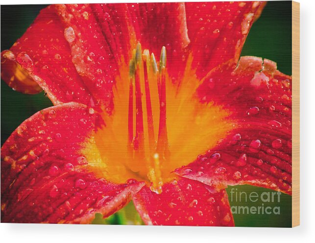 Flower Wood Print featuring the photograph Rain Drops by Maureen Norcross