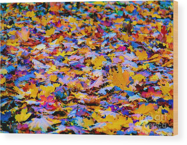 Rainbow Leaves Wood Print featuring the photograph Rainbow Leaves by Mariola Bitner
