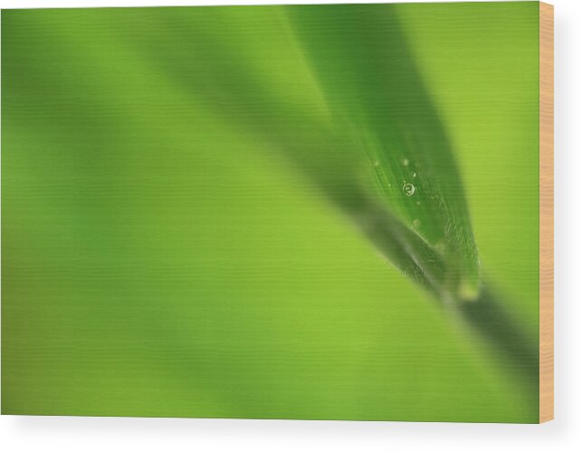 Water Wood Print featuring the photograph Raindrop on Grass by Bob Cournoyer