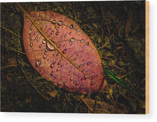 Raindrops Wood Print featuring the photograph Raindrops on the Fallen - i by Mark Rogers