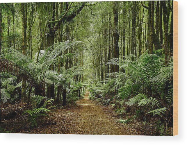 Rainforest Wood Print featuring the photograph Rainforest Paradise by Catherine Reading