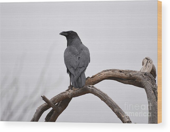 Denise Bruchman Wood Print featuring the photograph Rainy Day Raven by Denise Bruchman