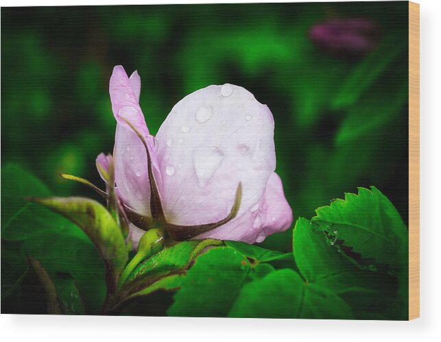 Rose Wood Print featuring the photograph Rainy Day Rose Number 2 by Cathy Mahnke