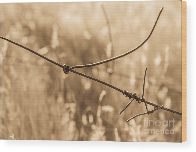 Barbed Wire Wood Print featuring the photograph Ranching History at Browns Ranch by Marianne Jensen