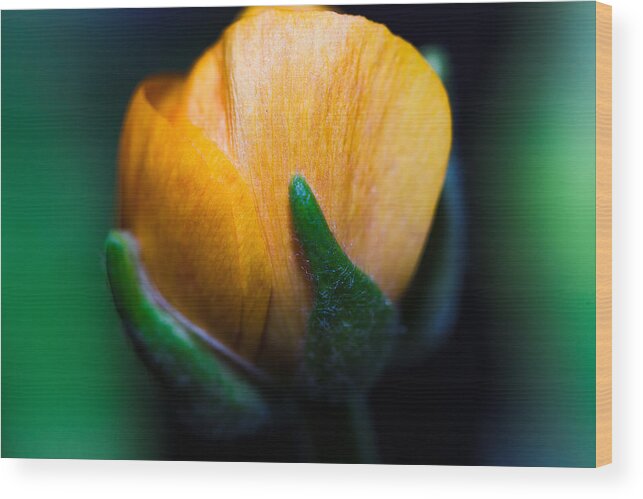 Bellingham Wood Print featuring the photograph Ranunculus Bud by Judy Wright Lott