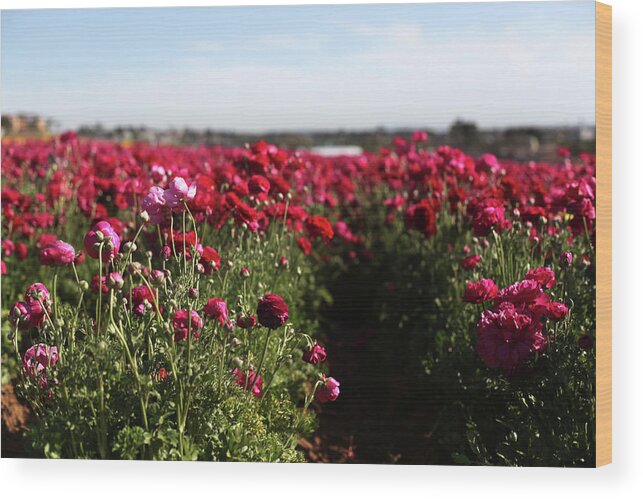 Ranunculus Wood Print featuring the photograph Ranunculus Field by Portraits By NC