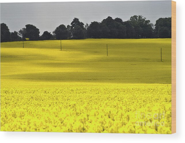 Heiko Wood Print featuring the photograph Rape Field in East Germany by Heiko Koehrer-Wagner