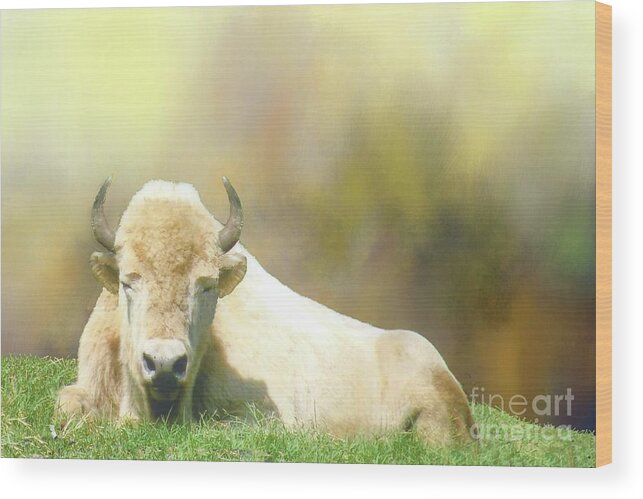 Buffalo Wood Print featuring the photograph Rare White Buffalo by Janette Boyd