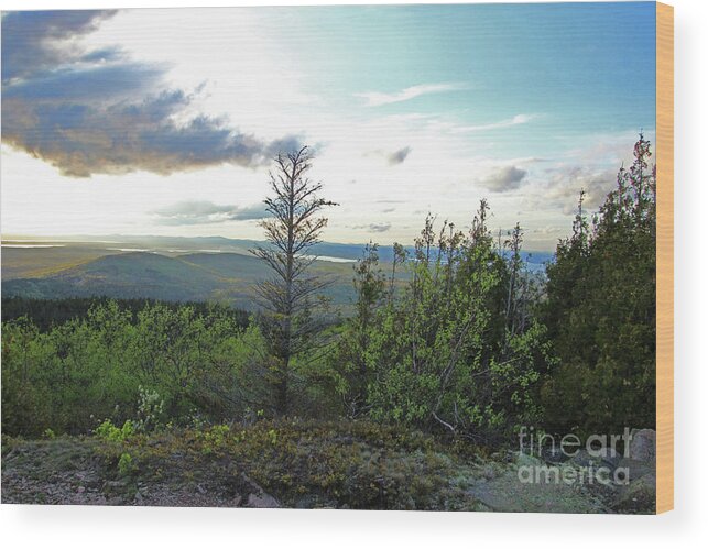 Landscape Wood Print featuring the photograph Reach to the Sky by Nicole Engelhardt