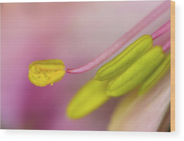 Floral Wood Print featuring the photograph Reaching Out by Sandra Parlow