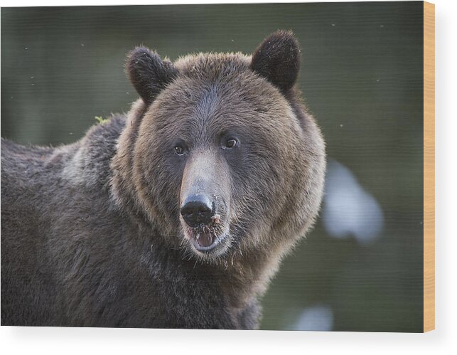 Bear Wood Print featuring the photograph Up Close to a Grizzly by Bill Cubitt