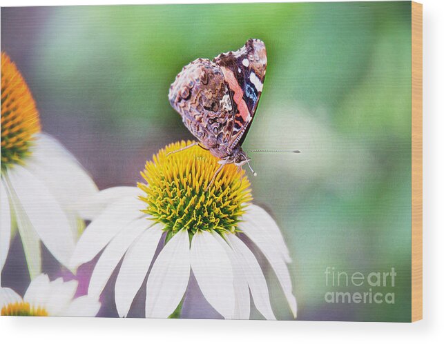 Nature Wood Print featuring the photograph Red Admiral Butterfly On Coneflower by Sharon McConnell