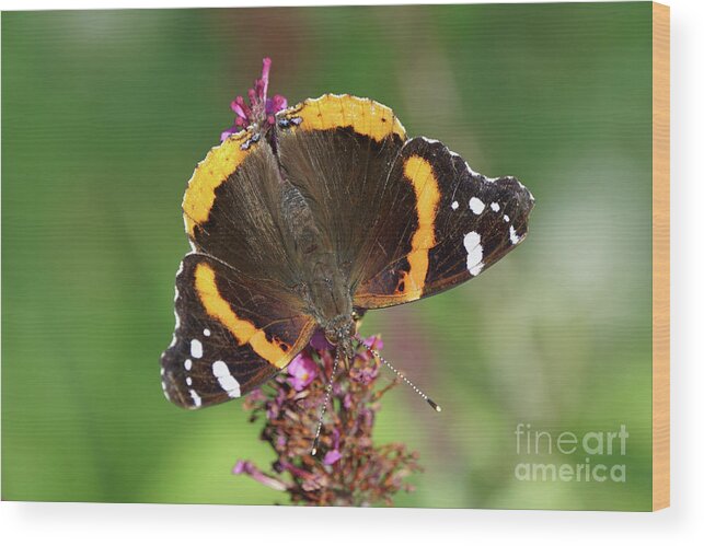 Red Admiral Butterfly Wood Print featuring the photograph Red Admiral Keeps Head Down by Robert E Alter Reflections of Infinity