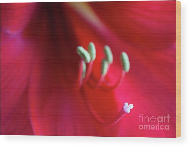 Red Amaryllis Wood Print featuring the photograph Red Amarylis by Elena Nosyreva