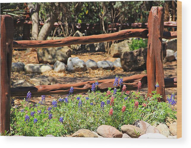 Landscape Wood Print featuring the photograph Red and Bluebonnets by Matalyn Gardner