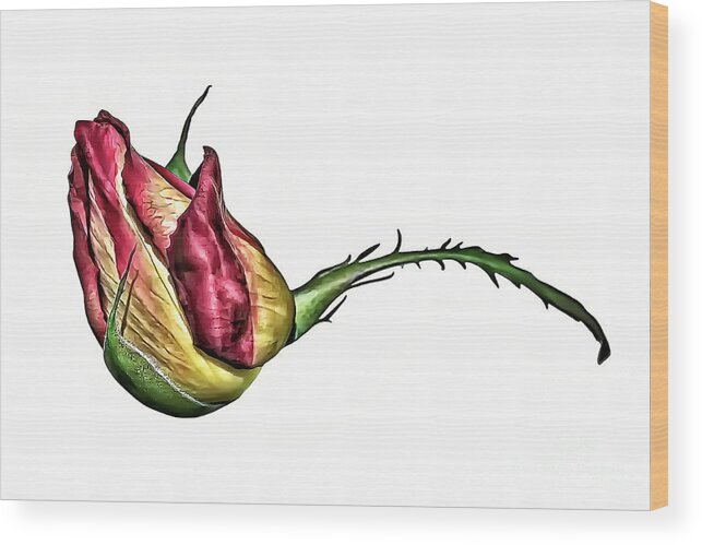 Red Wood Print featuring the photograph Red And Yellow Rose Bud by Walt Foegelle