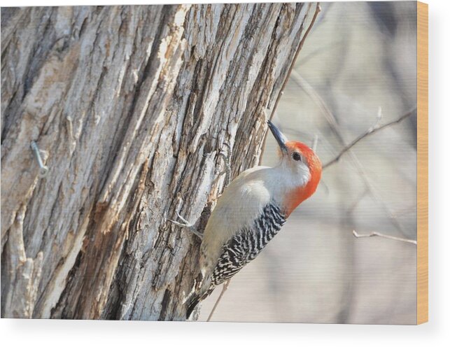 Avian Wood Print featuring the photograph Red Bellied Woodpecker by Bonfire Photography