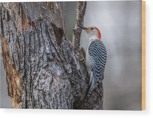 Red Wood Print featuring the photograph Red Bellied Woody by Paul Freidlund